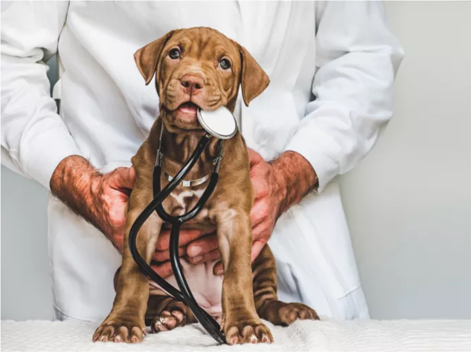 brown puppy biting stethoscope