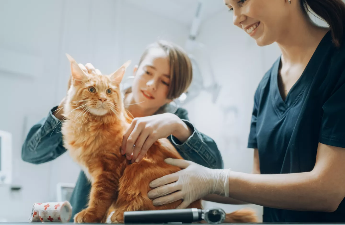 vet and owner checkup on orange tabby cat
