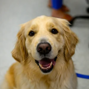 Golden Retriever dog.