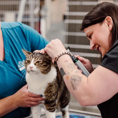 Veterinarian looking into a cat's ears during an exam.