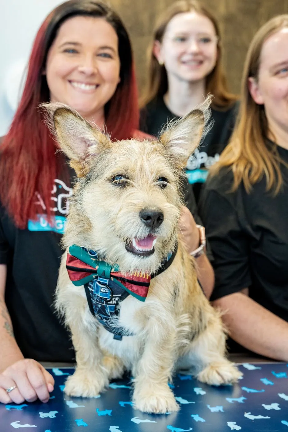 veterinary team with dog wearing a bow tie on exam table