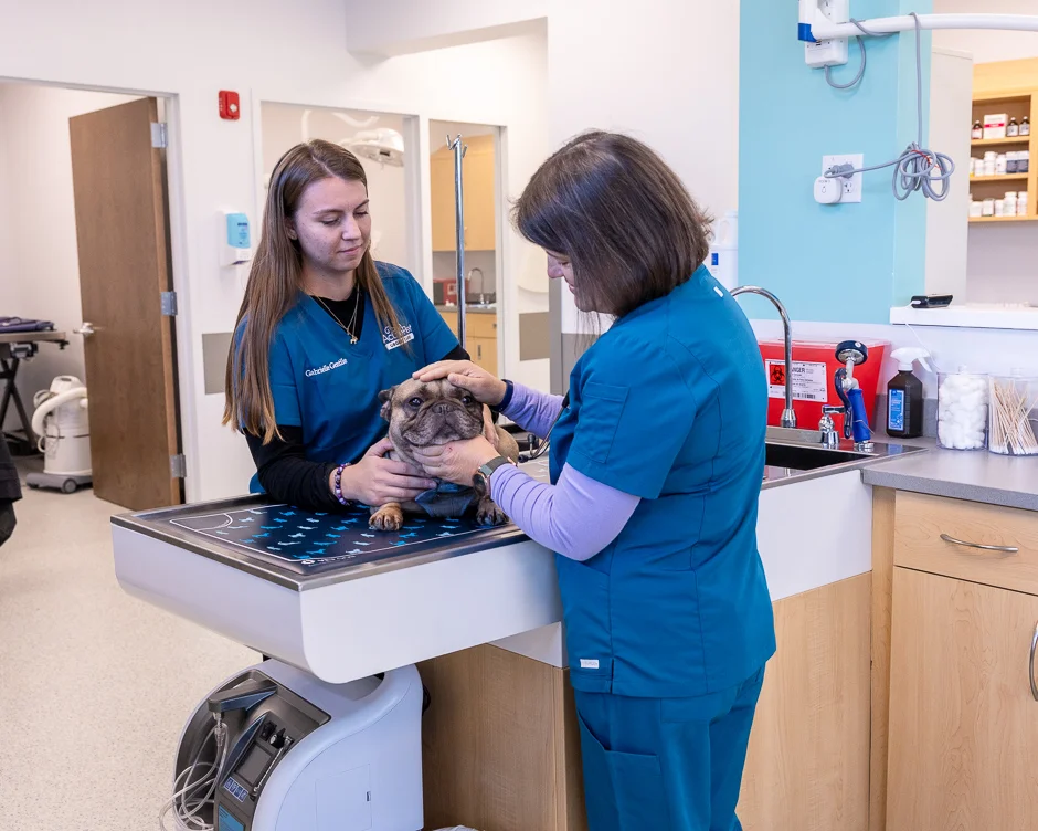 Dr. Willoughby and technician examining a french bulldog in a clean and open veterinary treatment area