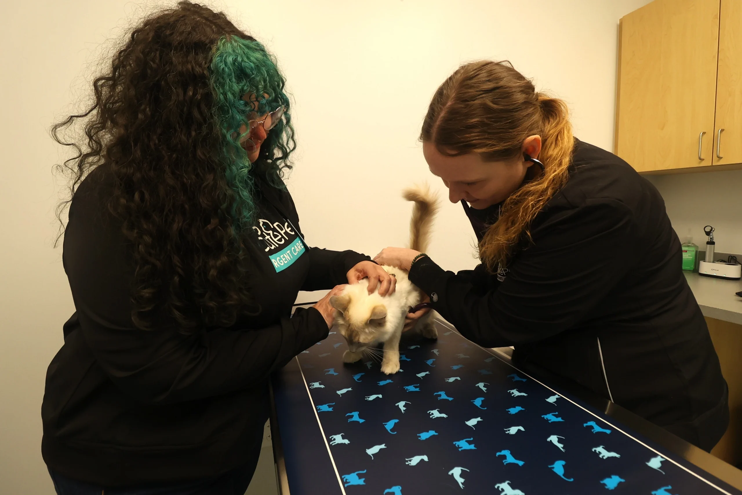 Patient exam with a cat